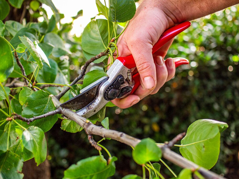 Reduction cut selective heading pruning method with secateurs