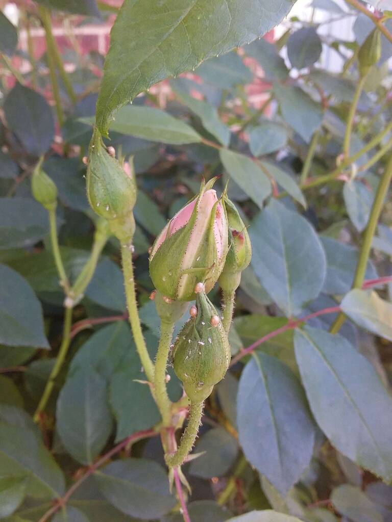 Rose buds with aphid mummies, predatory wasp larvae