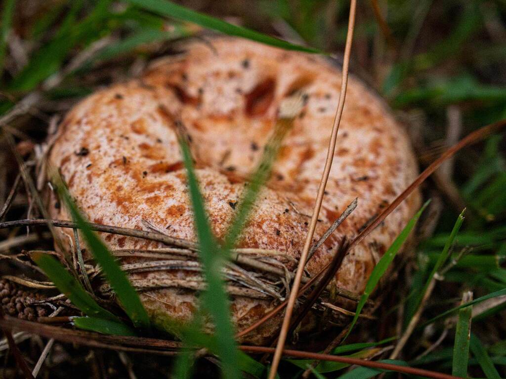 Saffron mulk cap mushroom conifer mycorrhizal fungi