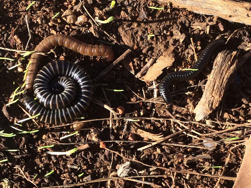 Three types of millipedes on clayey soil