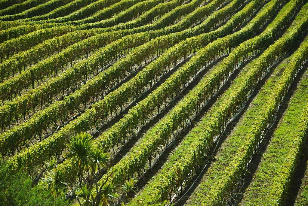 Viticulture career grape vine rows 