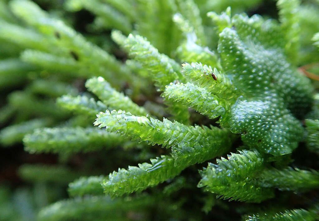 Moss, a type of bryophyte