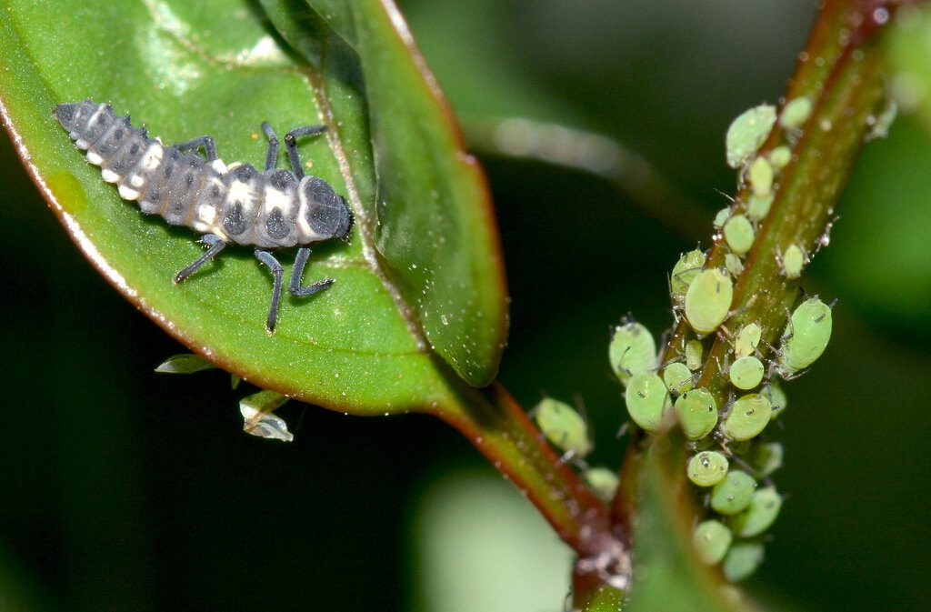 Aphids with a ladybird larva