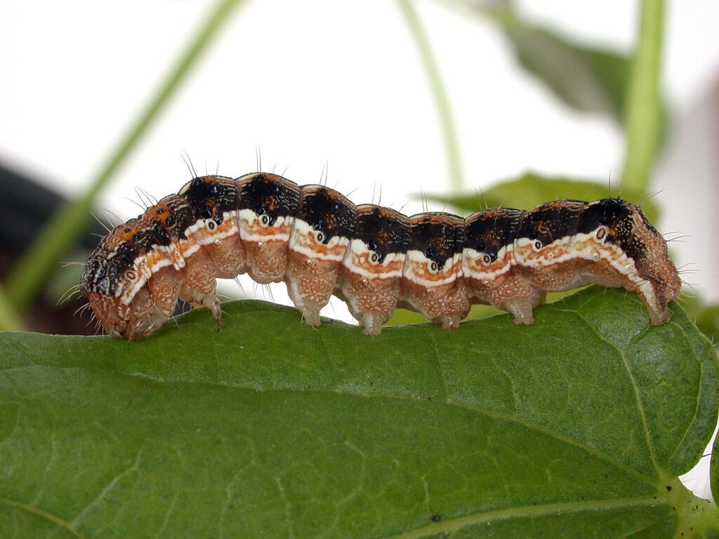 Helicoverpa armigera caterpillar insect pest
