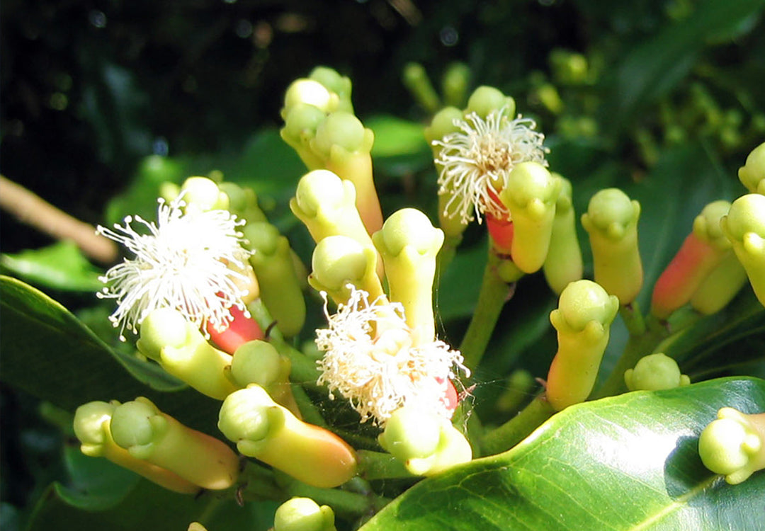 Myrtaceae, The Myrtle Family - Hort People