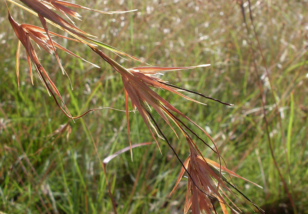 Poaceae, The Grass Family - Hort People