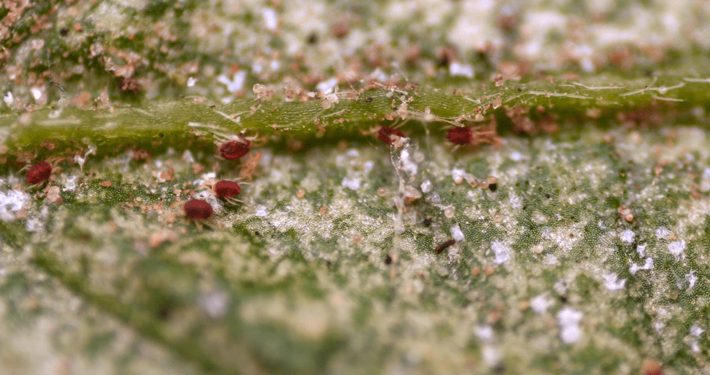 Spider mite pests on a pepino leaf