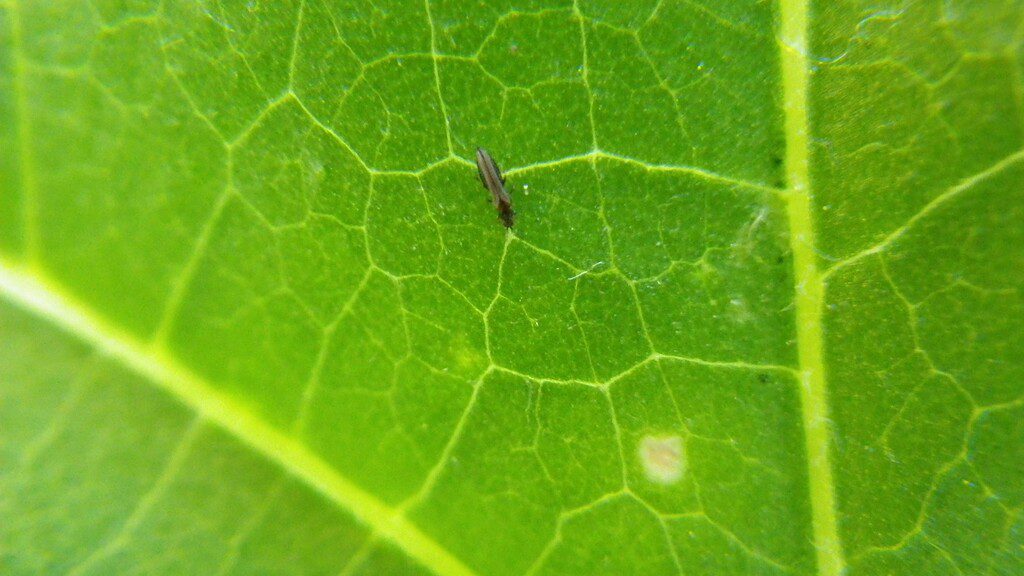 Thrip insect pest on a leaf