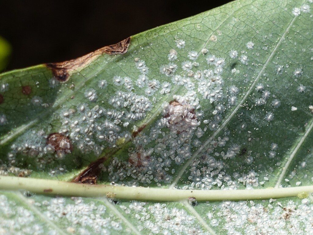 Whitefly pest insects and their pupae on a leaf