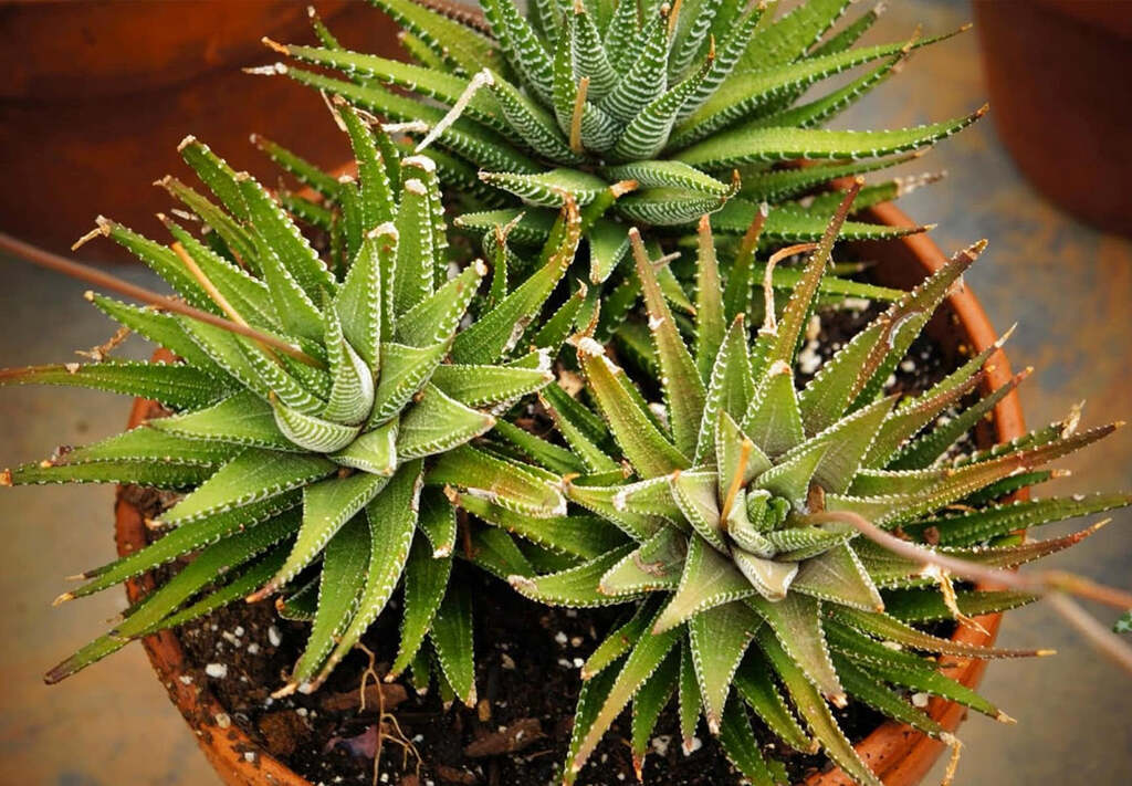 how-to-repot-plants-without-killing-them-hort-people