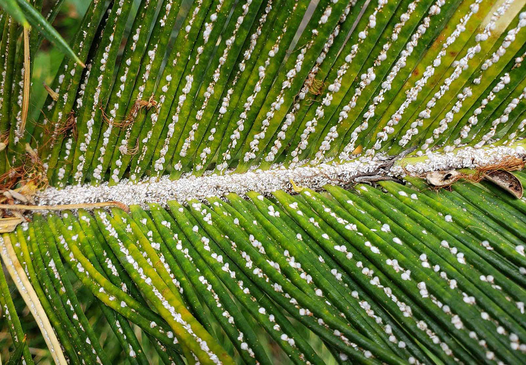 Garden Q&A: White spots on sago palm are scale insects -- and they can kill  the plant