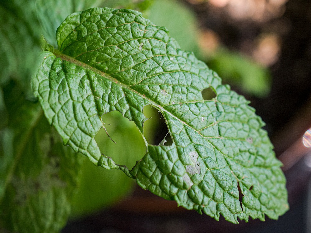 Mint leaf with munching insect pest damage