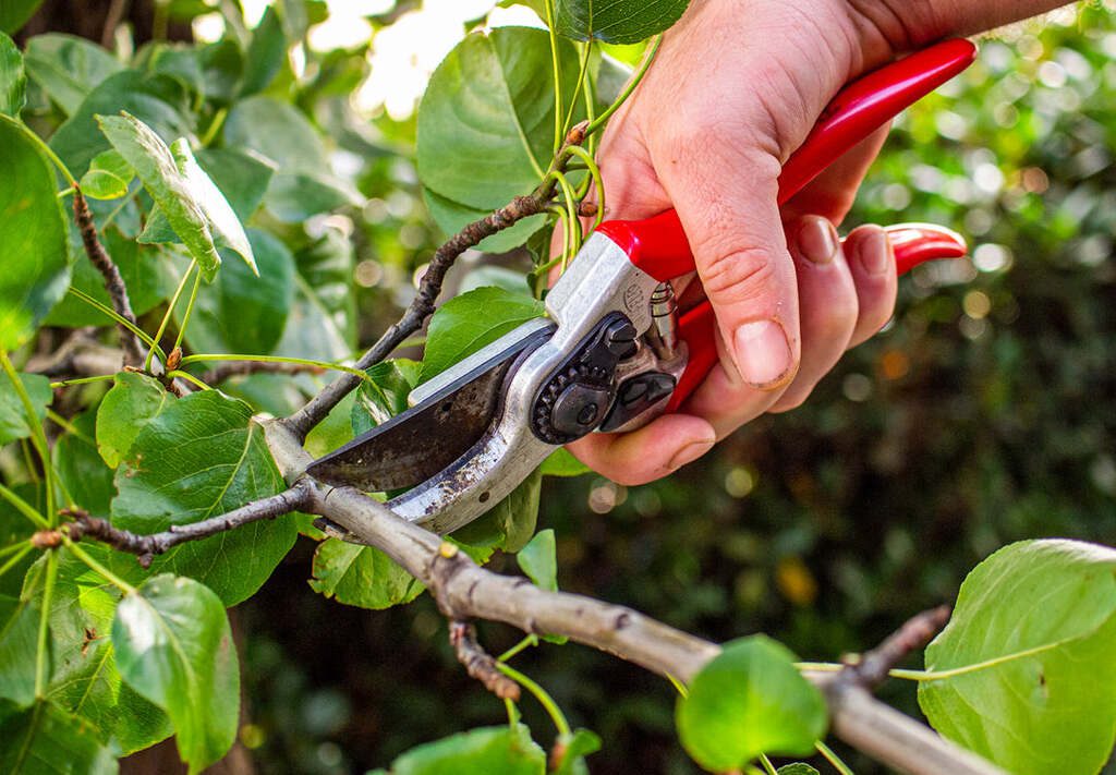 How To Prune Ornamental Trees & Shrubs For Natural Shape - Hort People