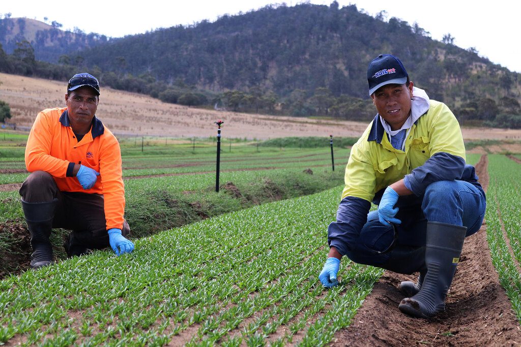 Two male horticultural workers in high-vis clothing, working in accordance with award wage legislation and smiling at the camera.