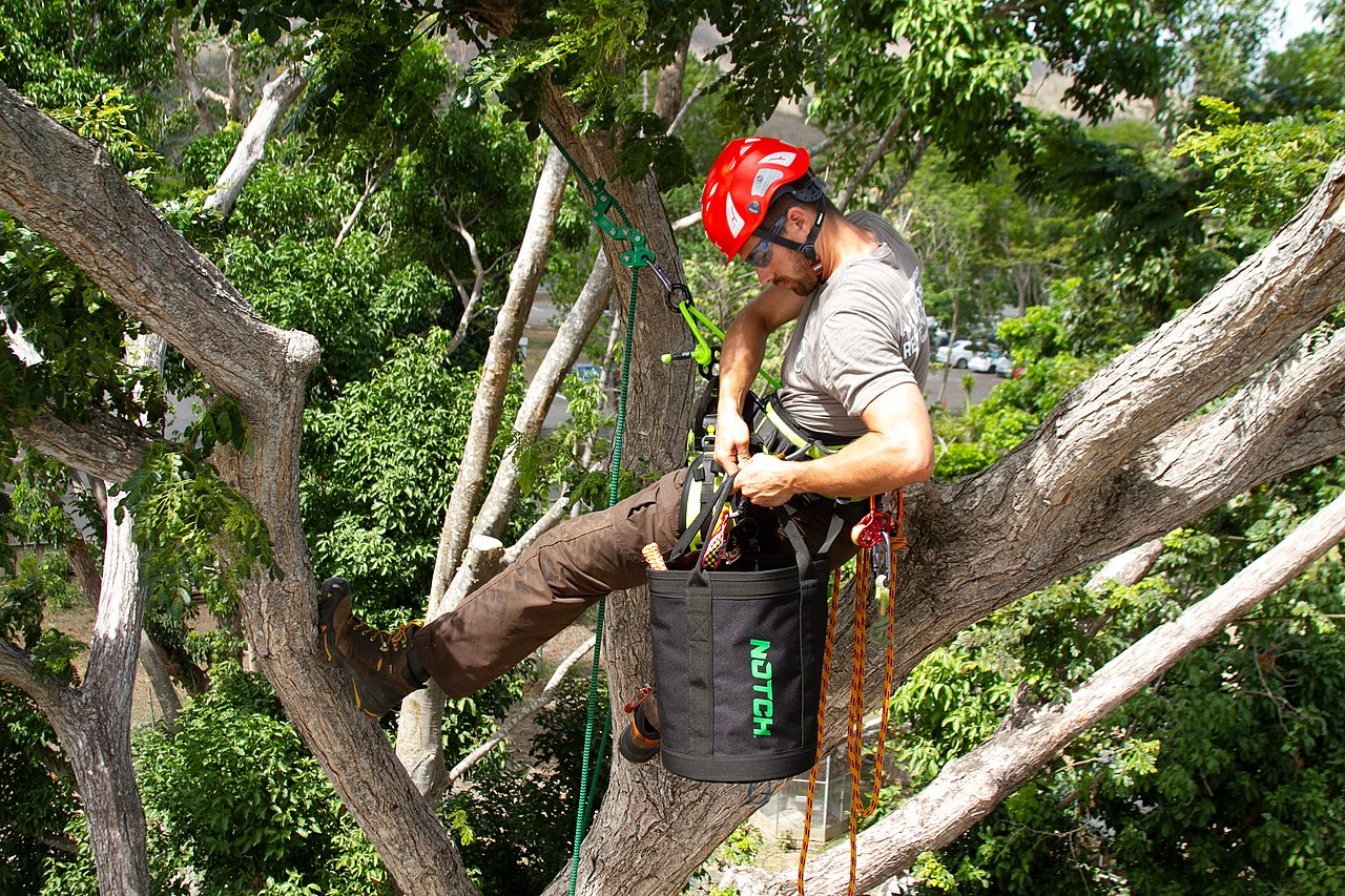 Climbing arborist career opportunities