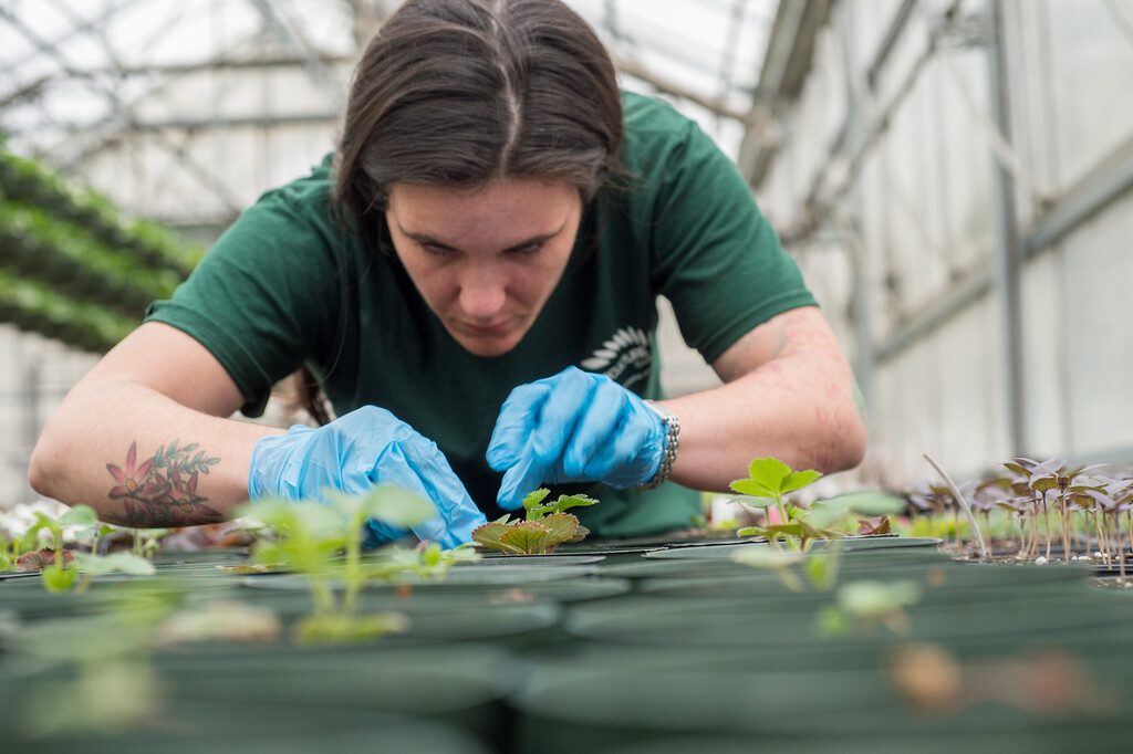 Young horticulturist at work in employment in production nursery