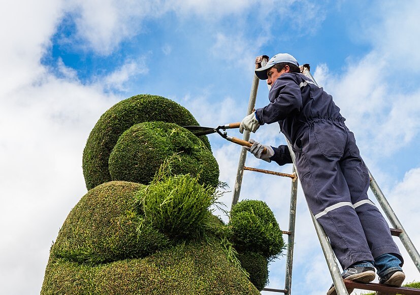 Landscape employee working on topiary hedge