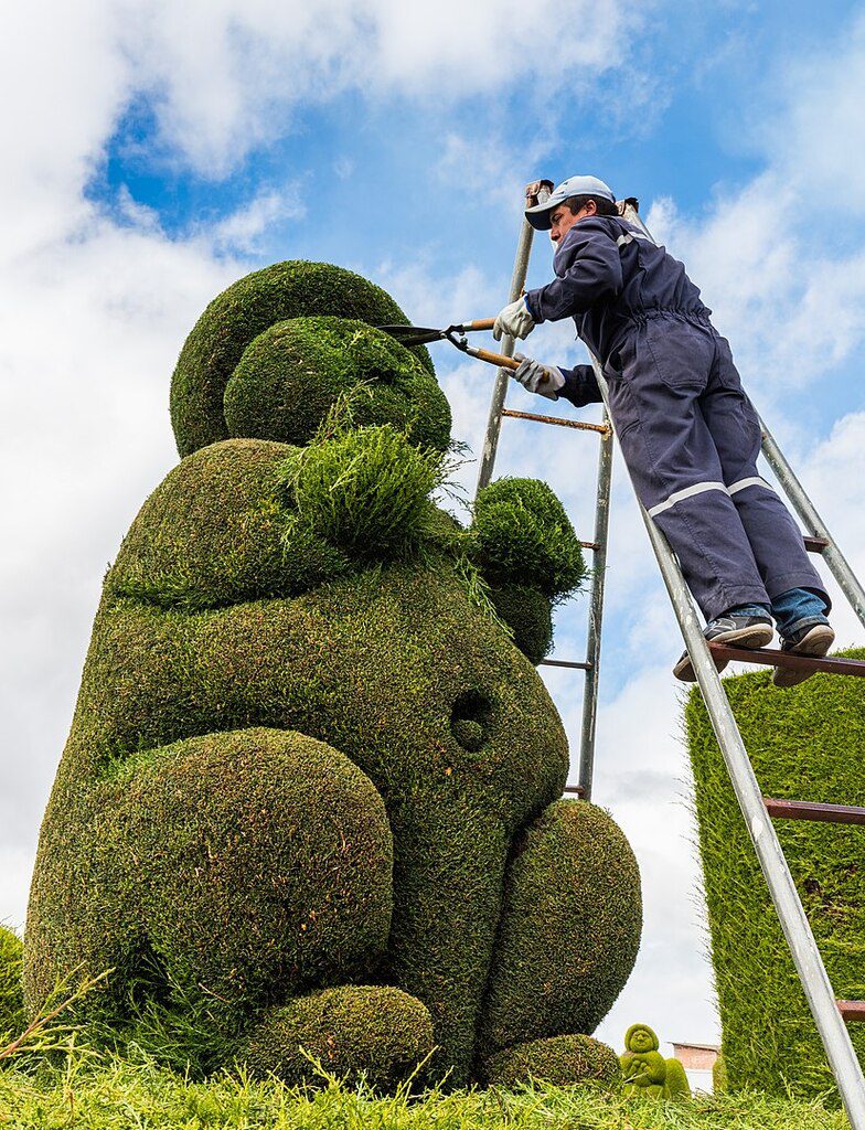 Skilled horticulture and landscape employee working on topiary hedge
