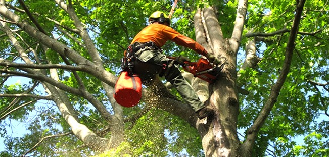 Professional qualified tree-climbing arborist
