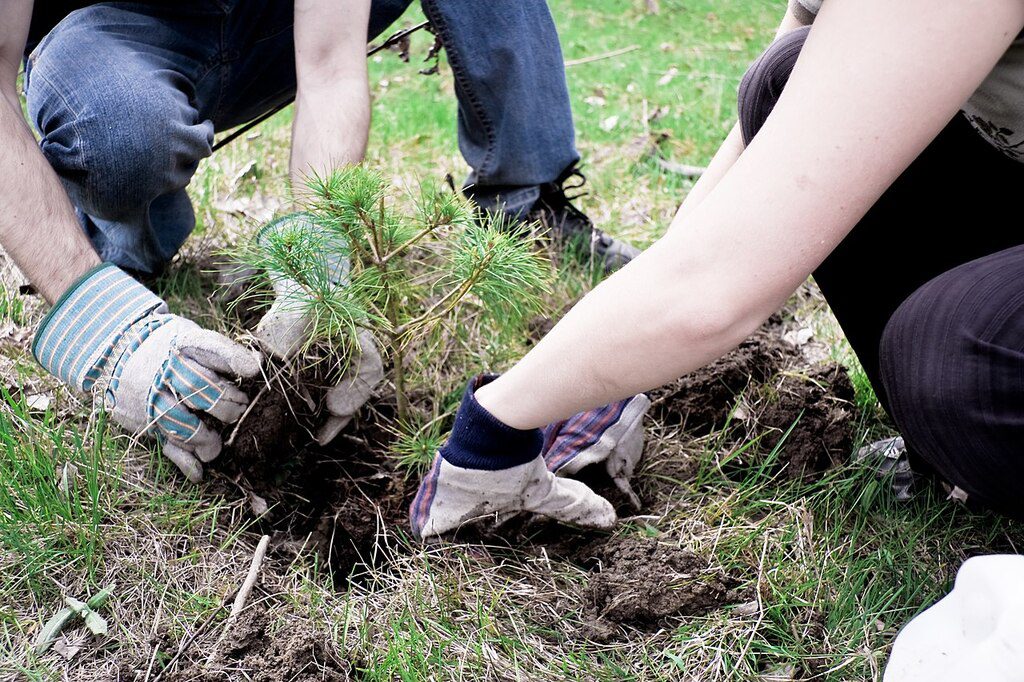 Two natural resource management landscape professionals planting a tree